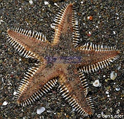 Astropecten polyacanthus-Komodo Rino-9m-20160807nuit-Denis-ADER-DSC_0875_tn